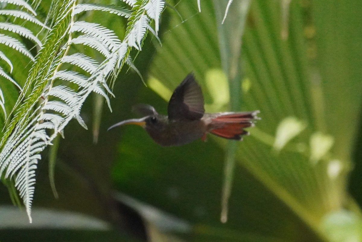kolibřík ryšavoocasý - ML617454035