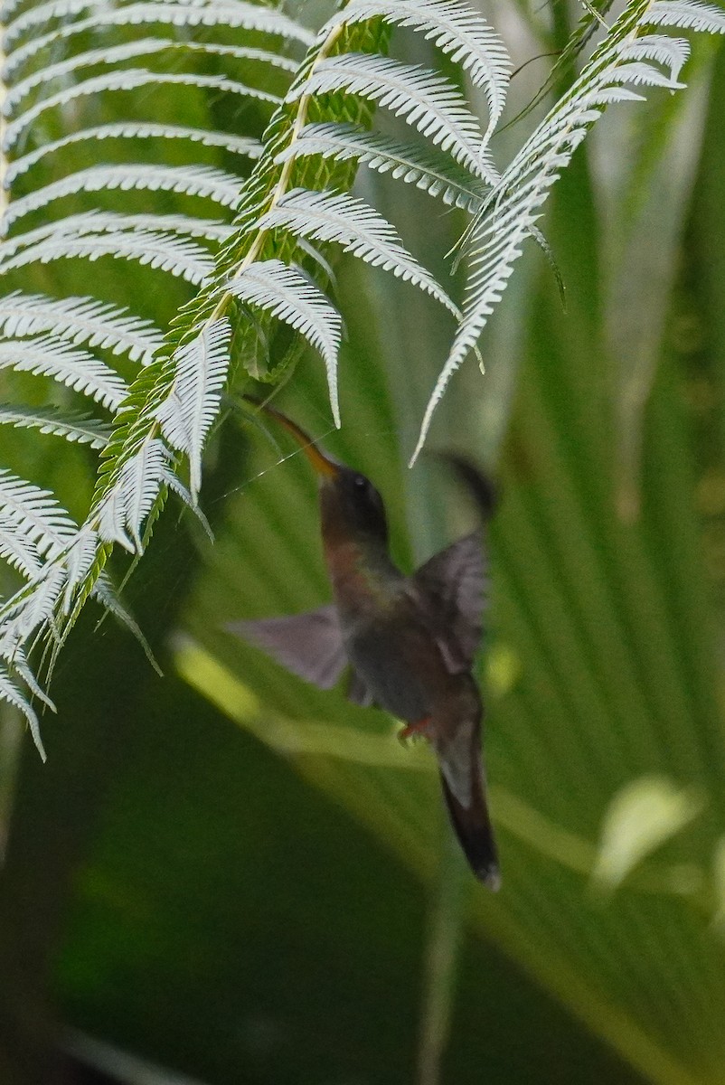 Rufous-breasted Hermit - ML617454064