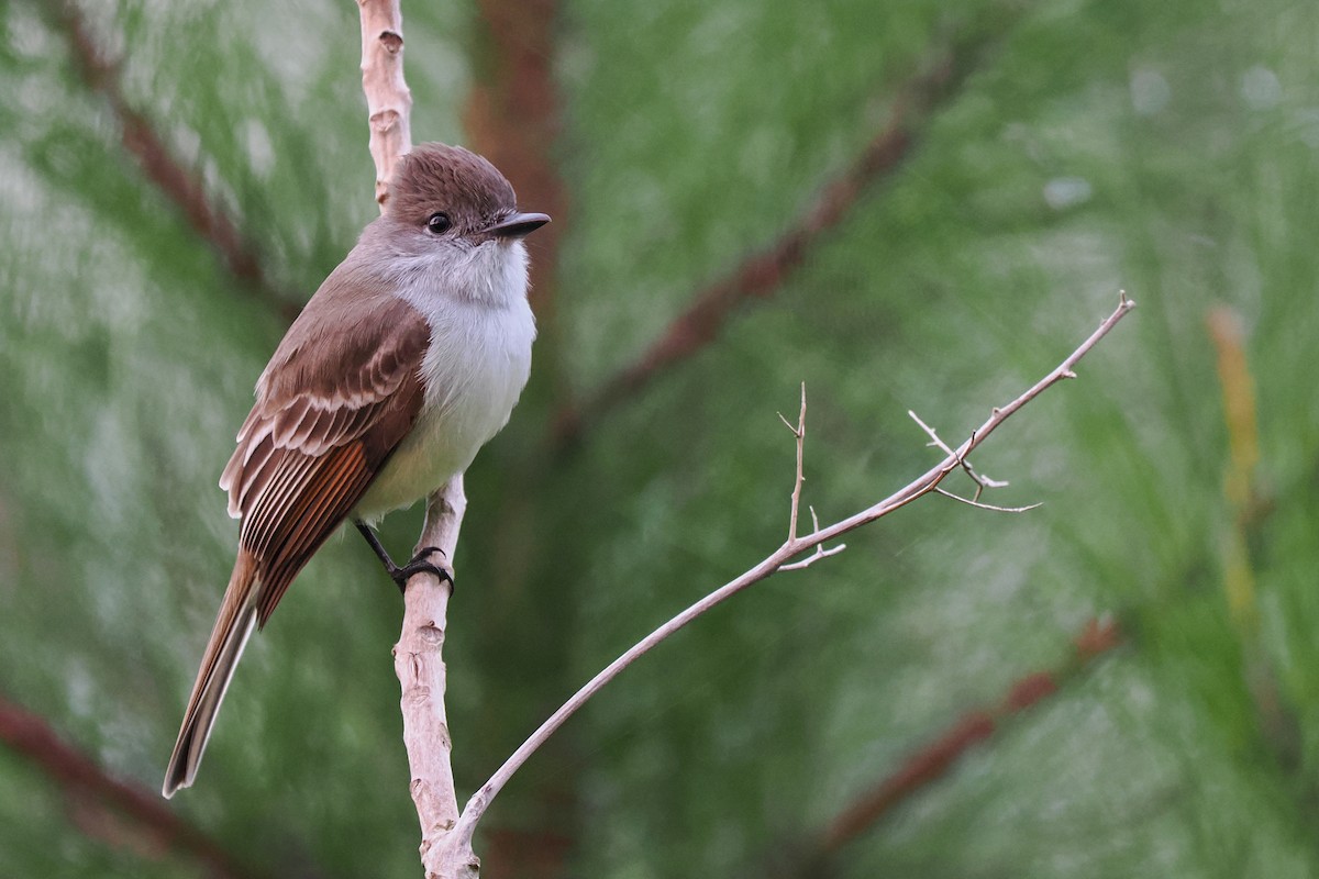 Stolid Flycatcher - Phil Chaon