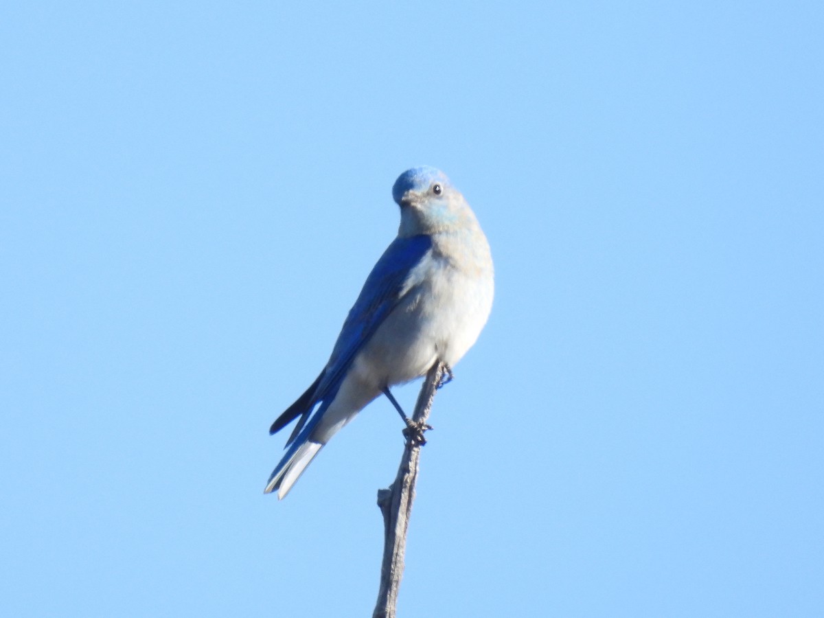 Mountain Bluebird - ML617454113
