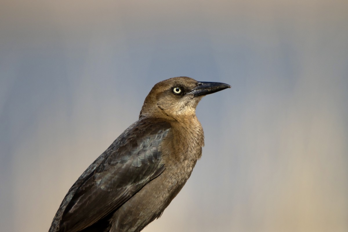 Great-tailed Grackle - David Fraide