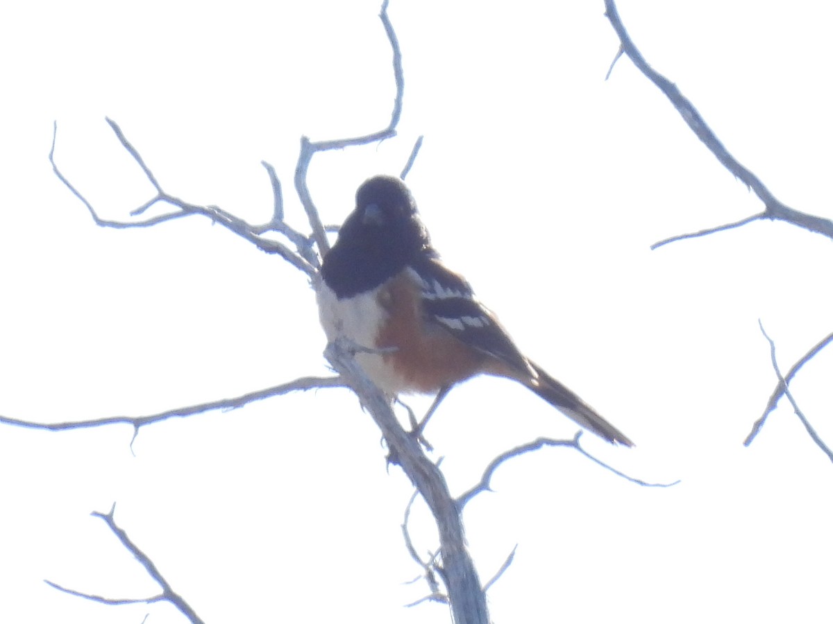 Spotted Towhee - ML617454154