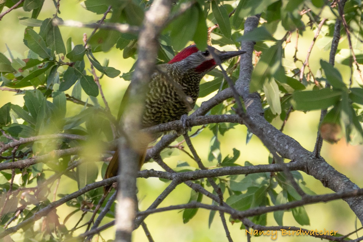 Golden-olive Woodpecker - ML617454157