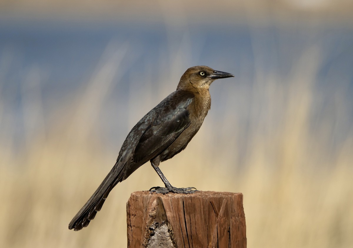 Great-tailed Grackle - ML617454202