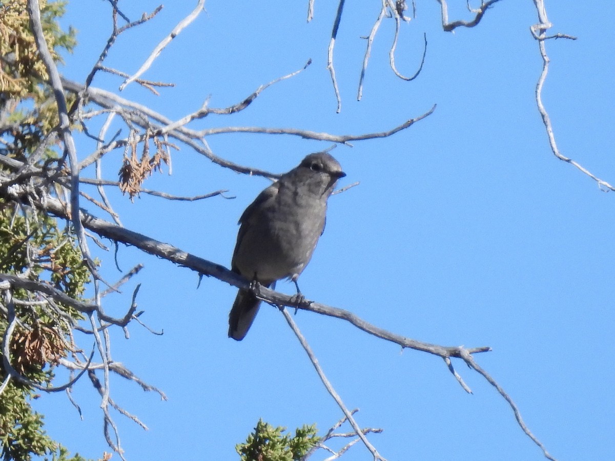 Townsend's Solitaire - ML617454328