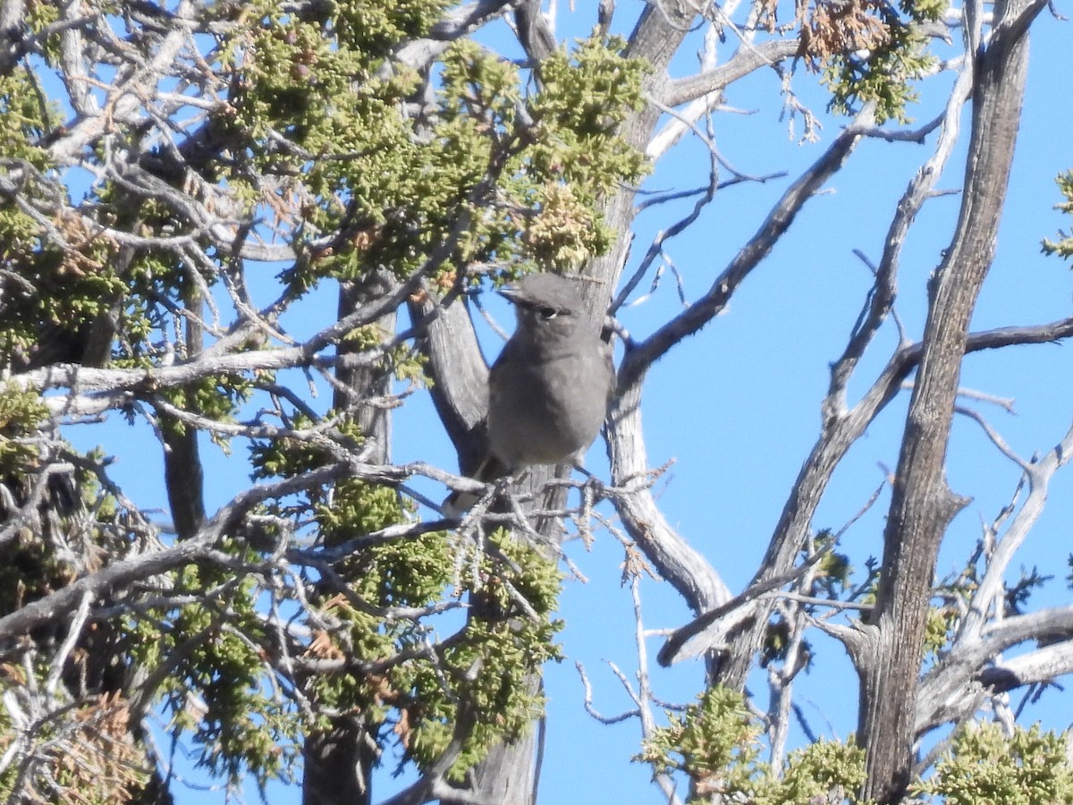 Townsend's Solitaire - ML617454329