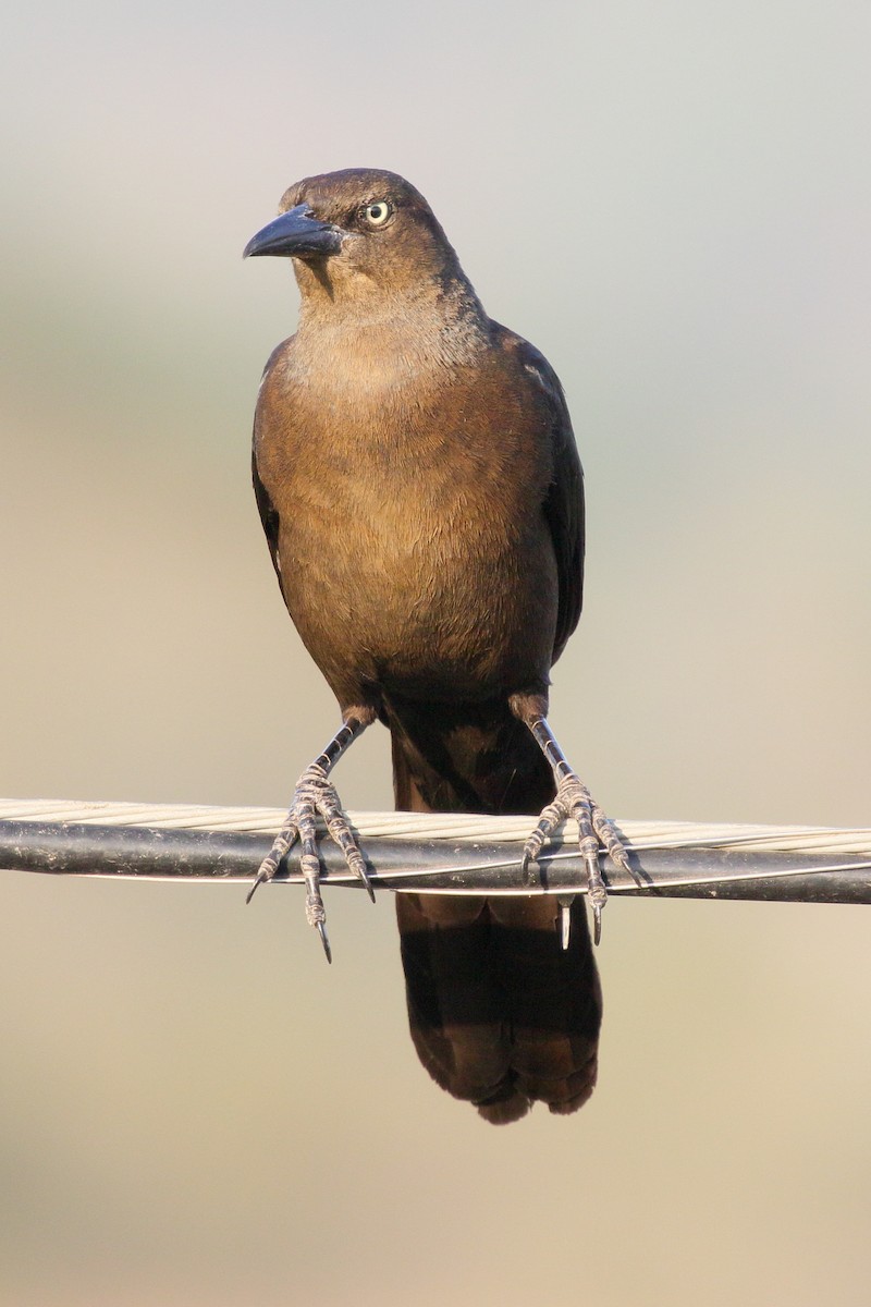 Great-tailed Grackle - ML617454349