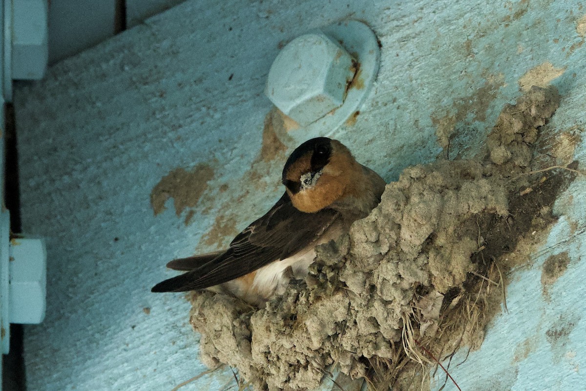 Cave Swallow (Texas) - ML617454350