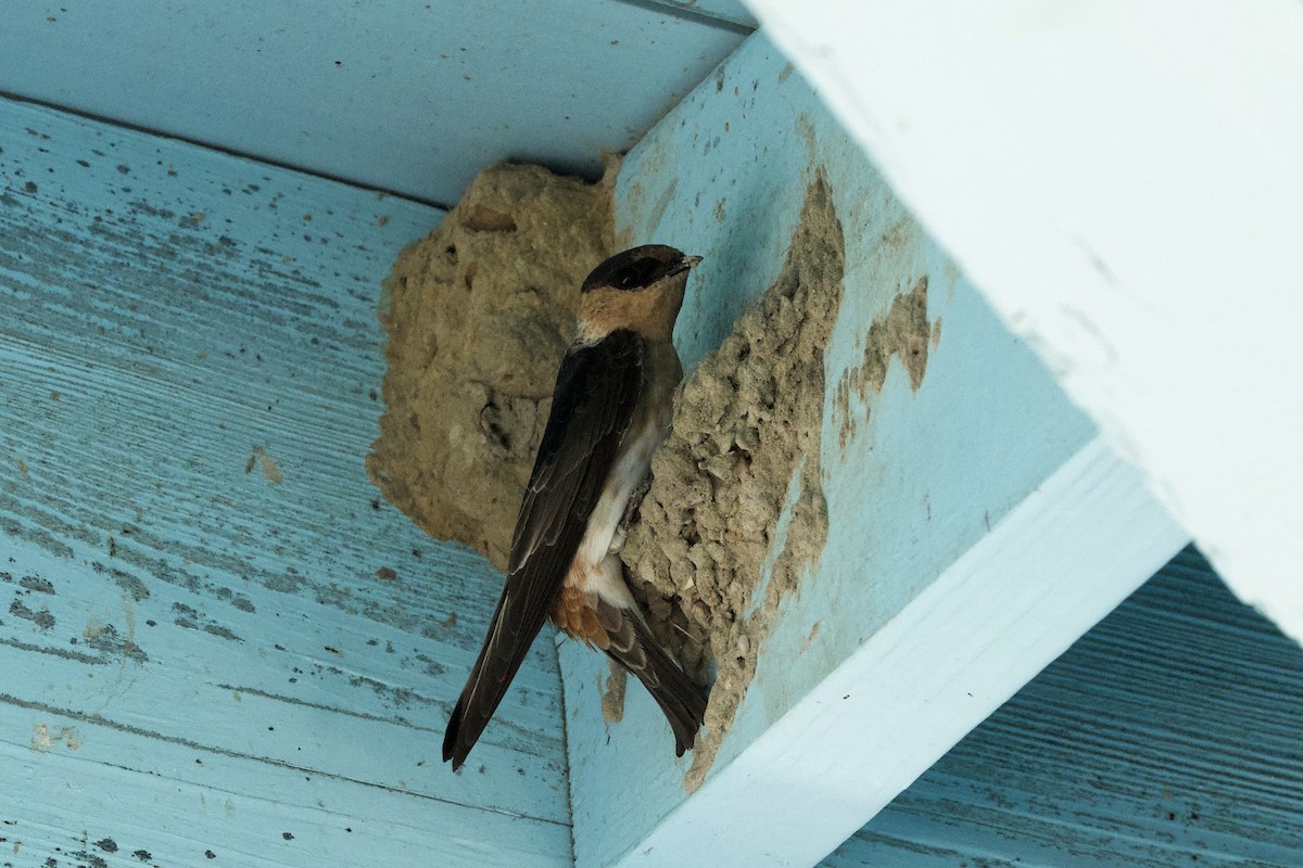 Cave Swallow (Texas) - ML617454364