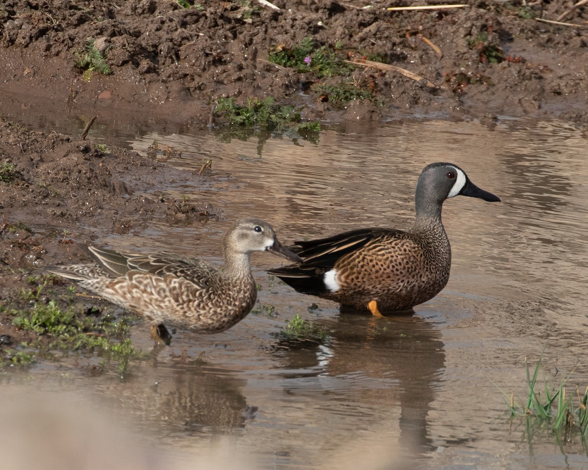 Blue-winged Teal - ML617454451