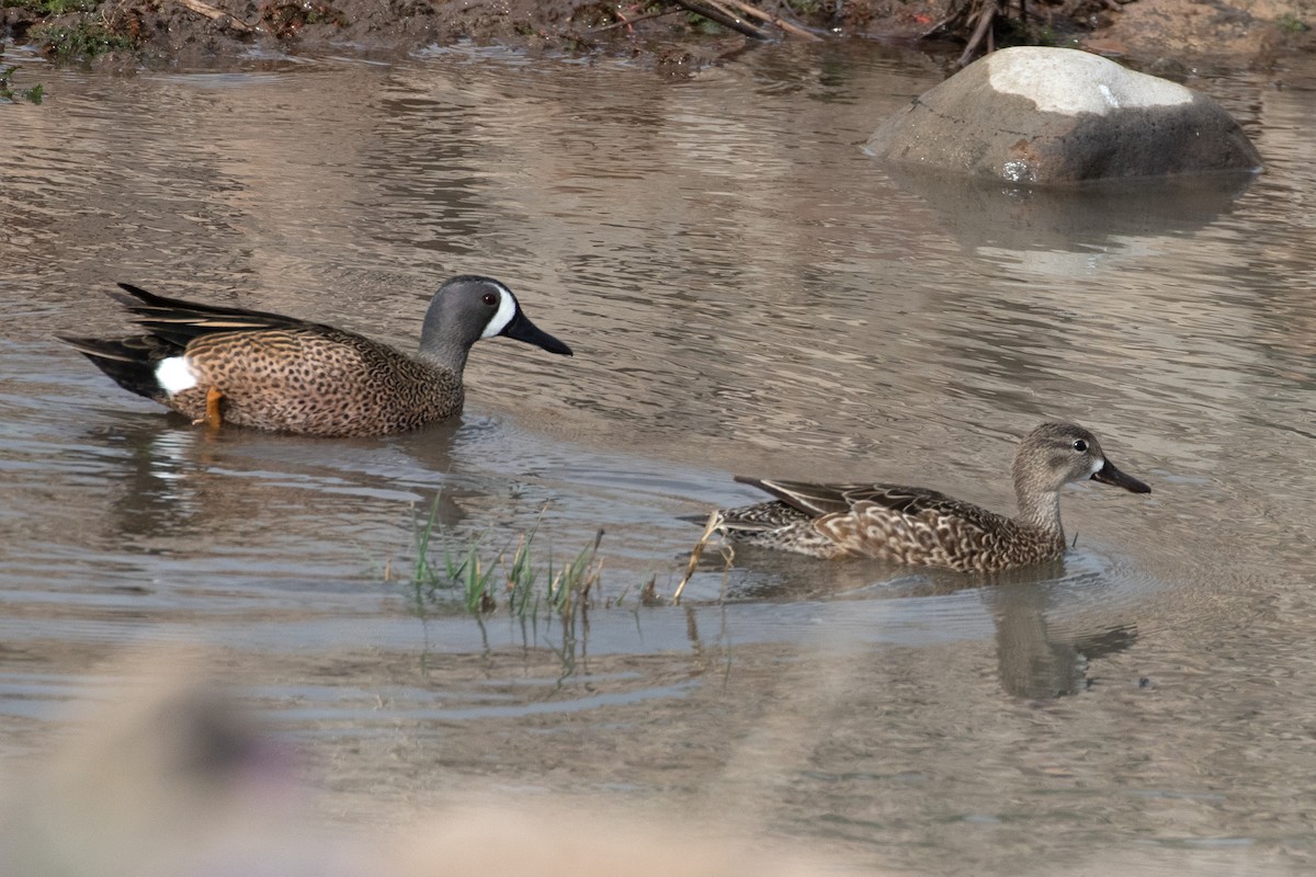 Blue-winged Teal - ML617454452