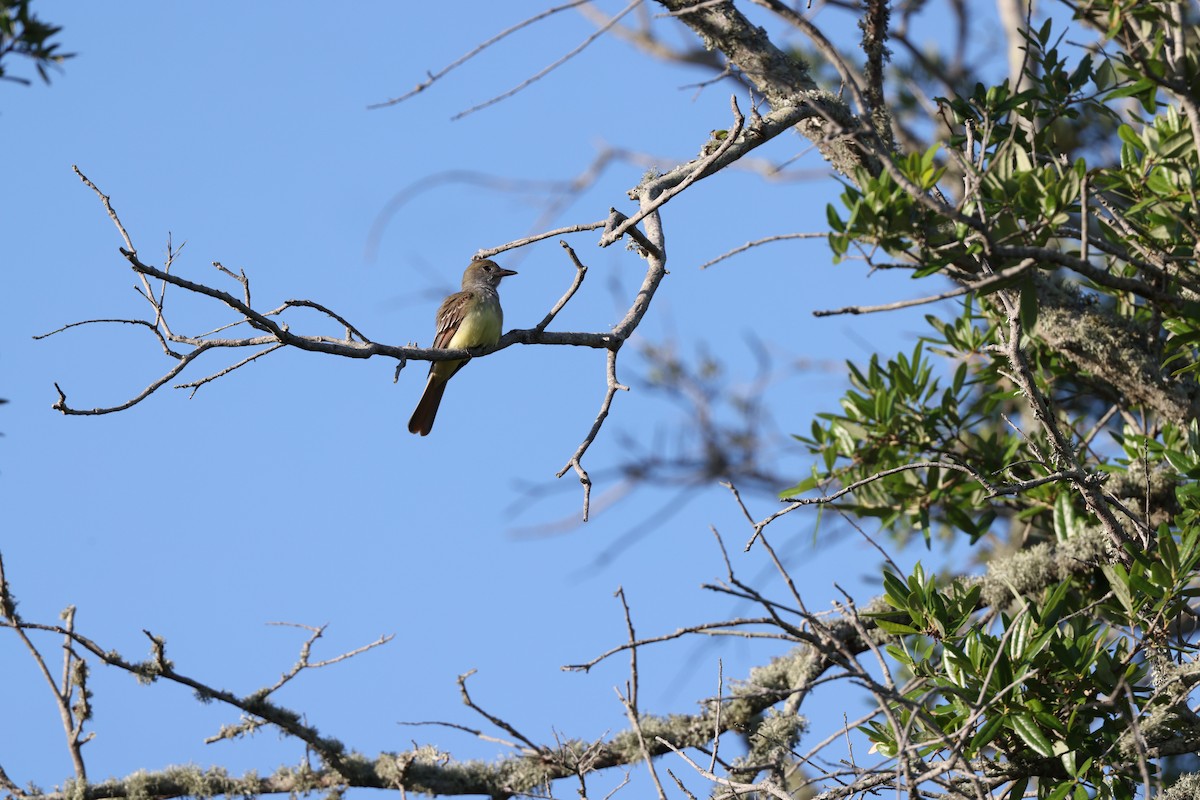 Great Crested Flycatcher - ML617454512