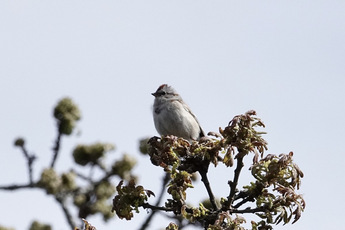 American Tree Sparrow - ML617454591
