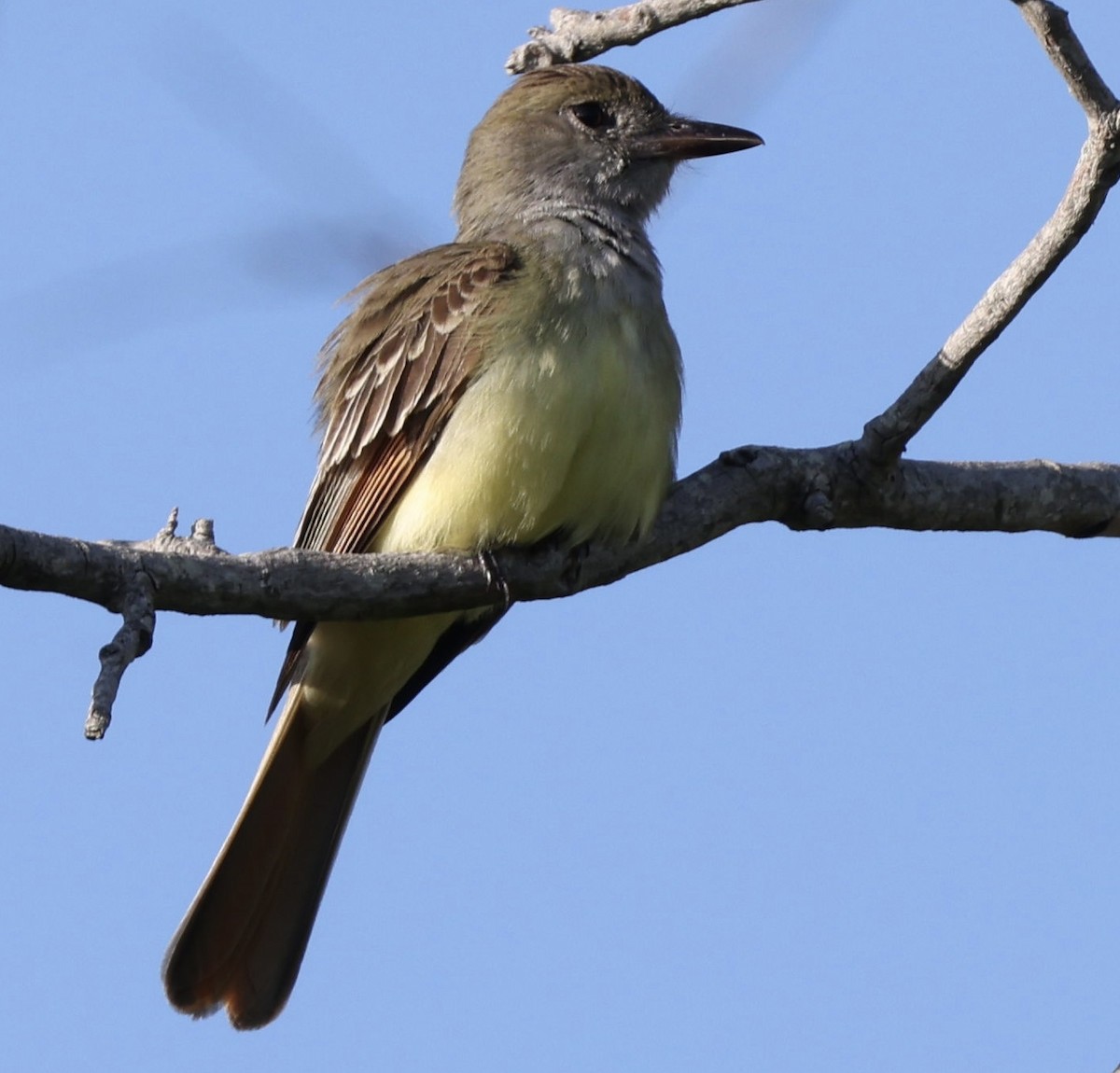 Great Crested Flycatcher - ML617454648