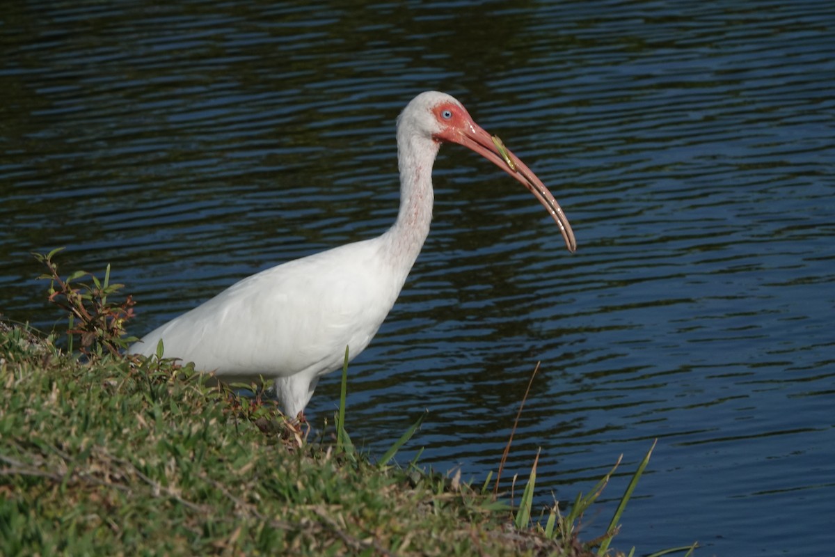 ibis bílý - ML617454658