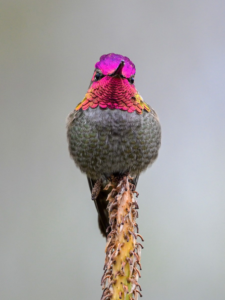 Anna's Hummingbird - ML617454792