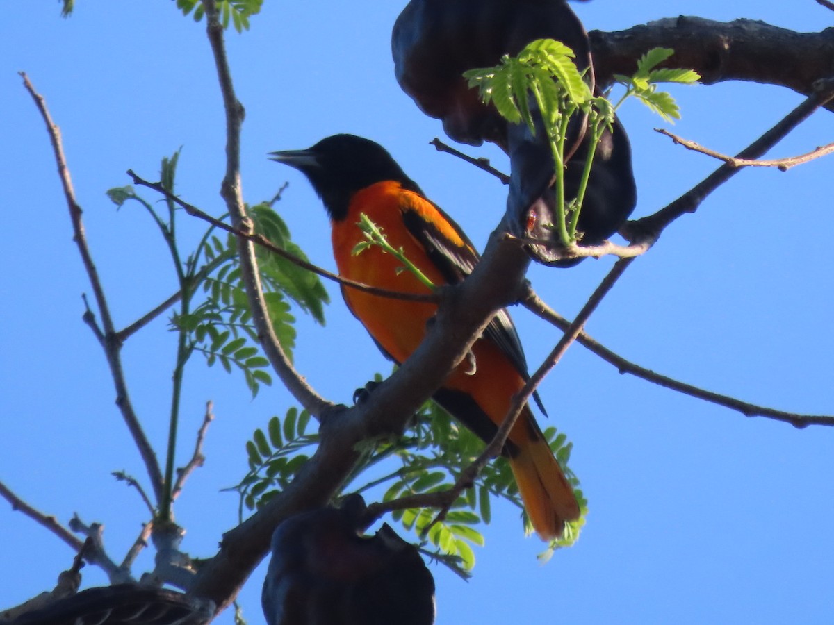 Baltimore Oriole - Francisco Emilio Roldan Velasco Tuxtla Birding Club - Chiapas