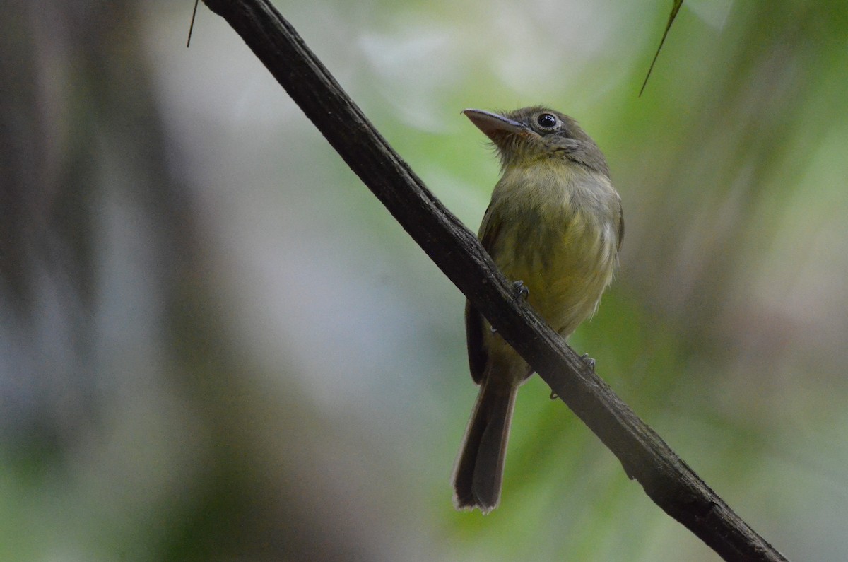 Western Olivaceous Flatbill - ML617454907