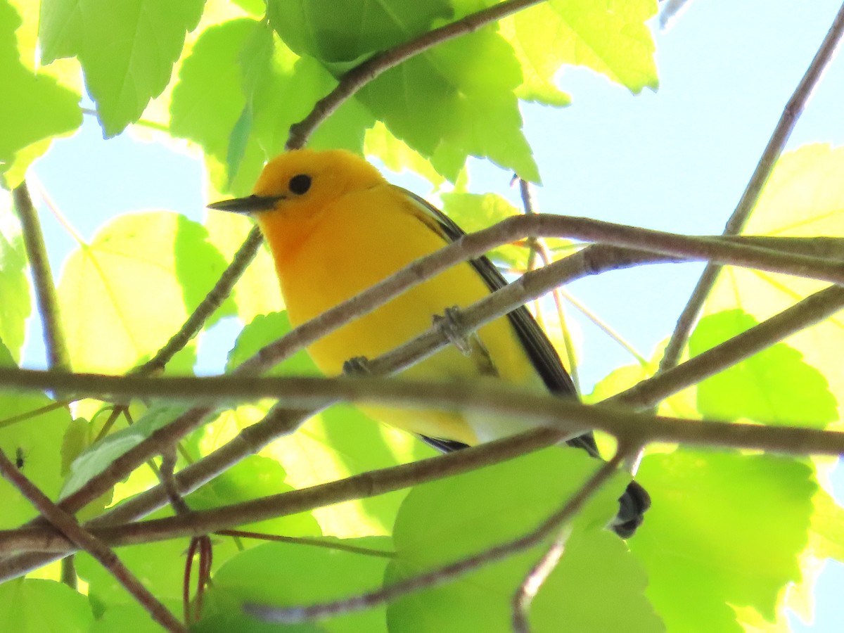 Prothonotary Warbler - ML617454984