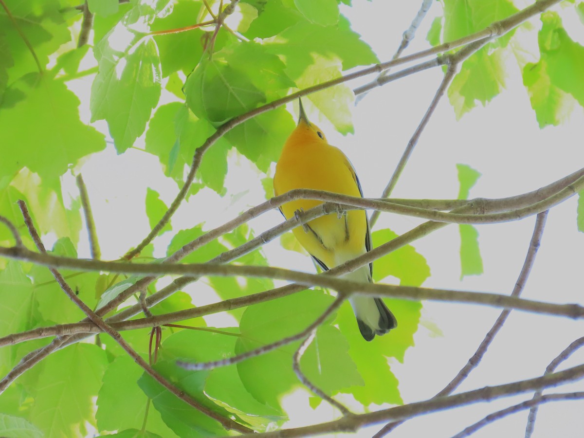 Prothonotary Warbler - ML617454985