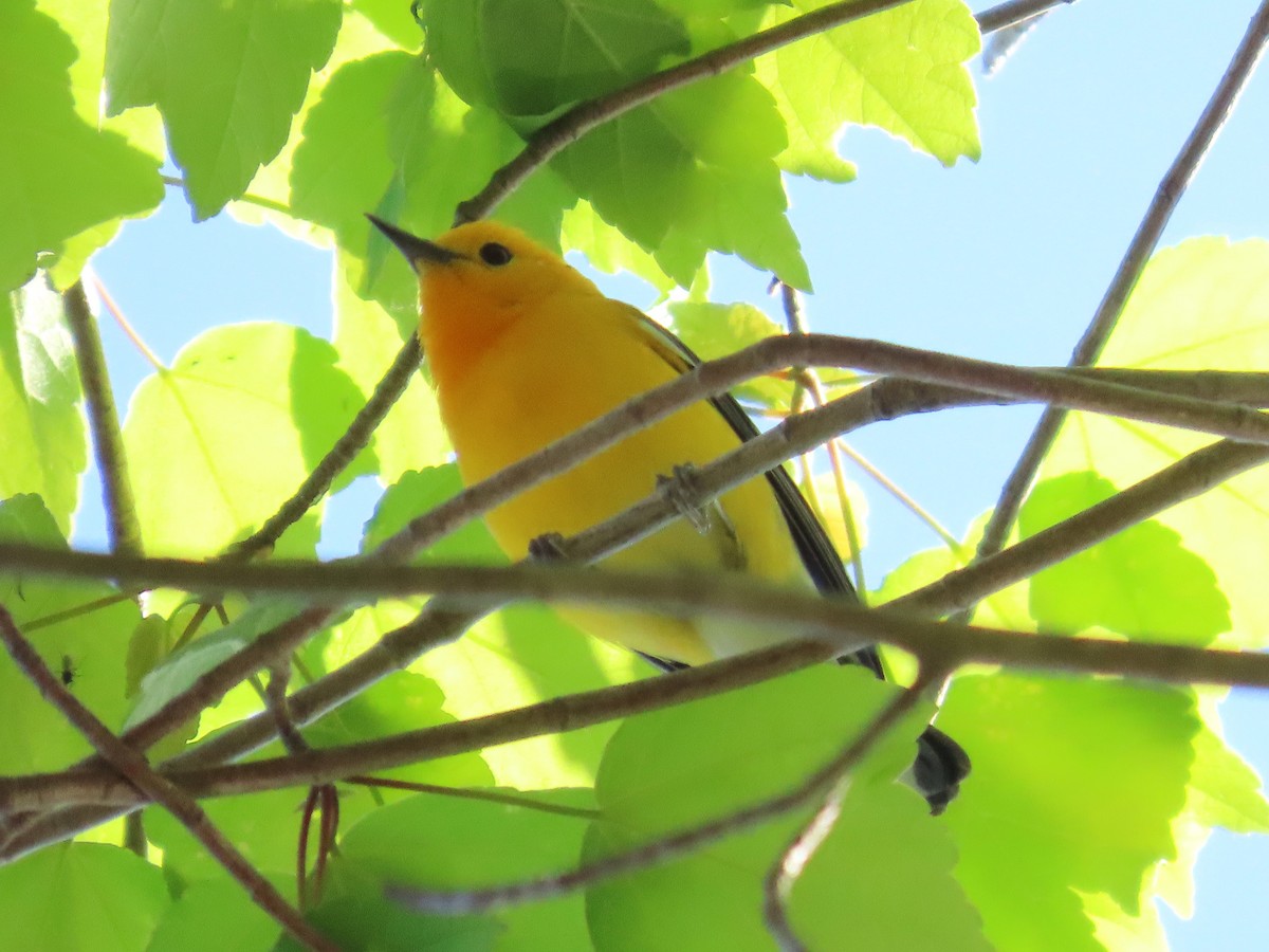 Prothonotary Warbler - ML617454986