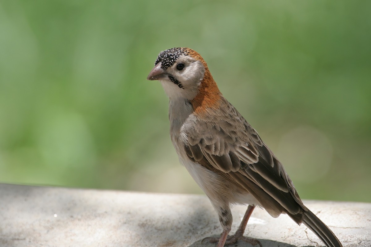 Speckle-fronted Weaver - Greg Scyphers