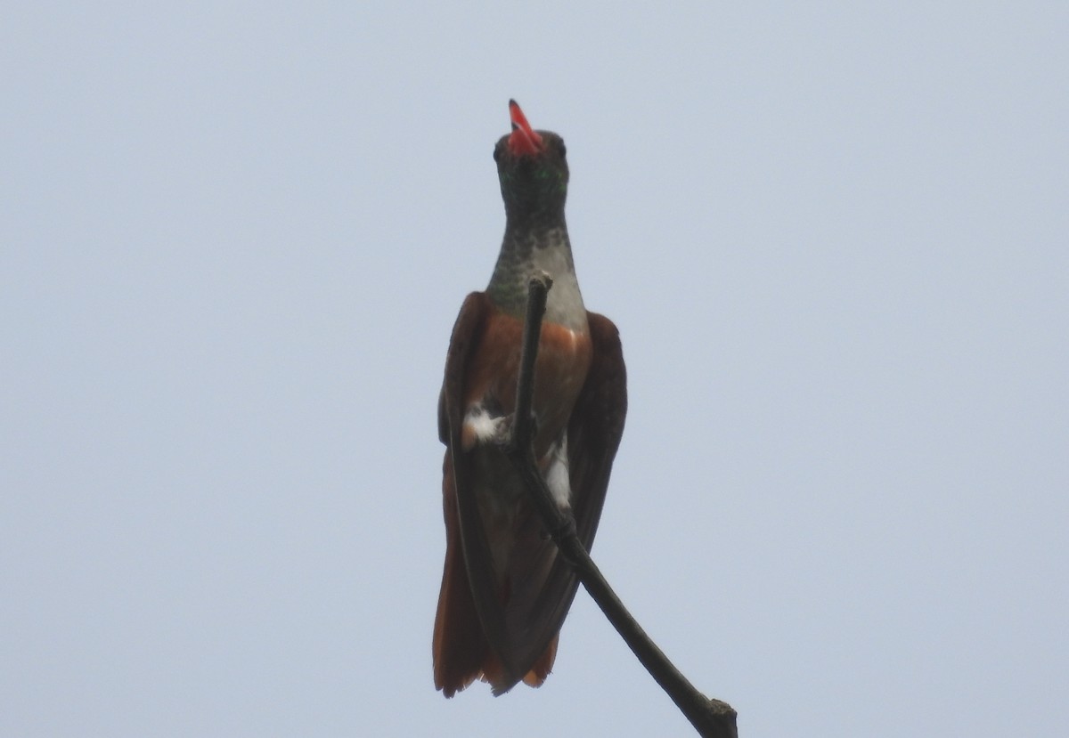 Amazilia Hummingbird - ML617455125