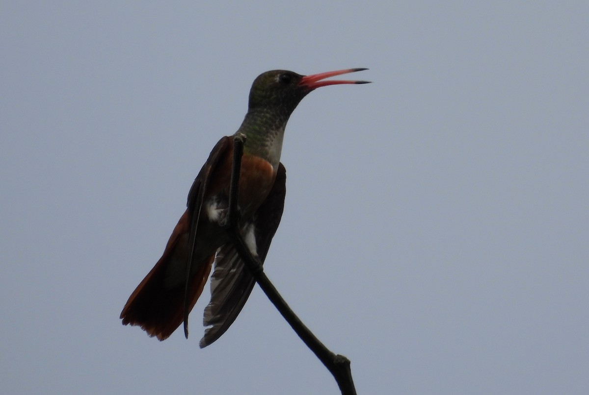 Amazilia Hummingbird - Fernando Angulo - CORBIDI