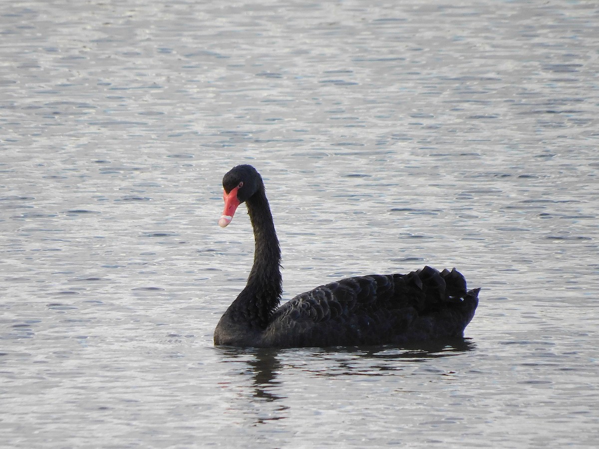 Black Swan - ML617455211