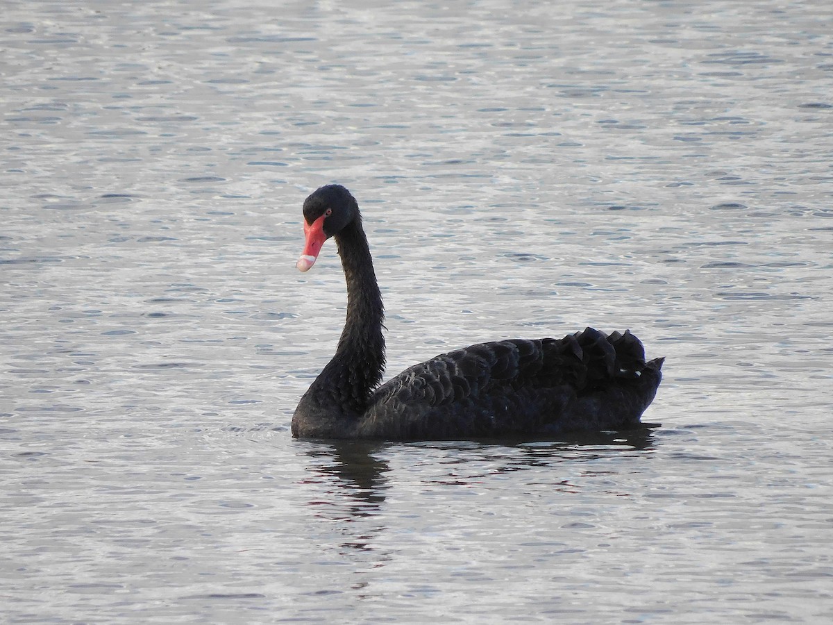 Black Swan - ML617455212