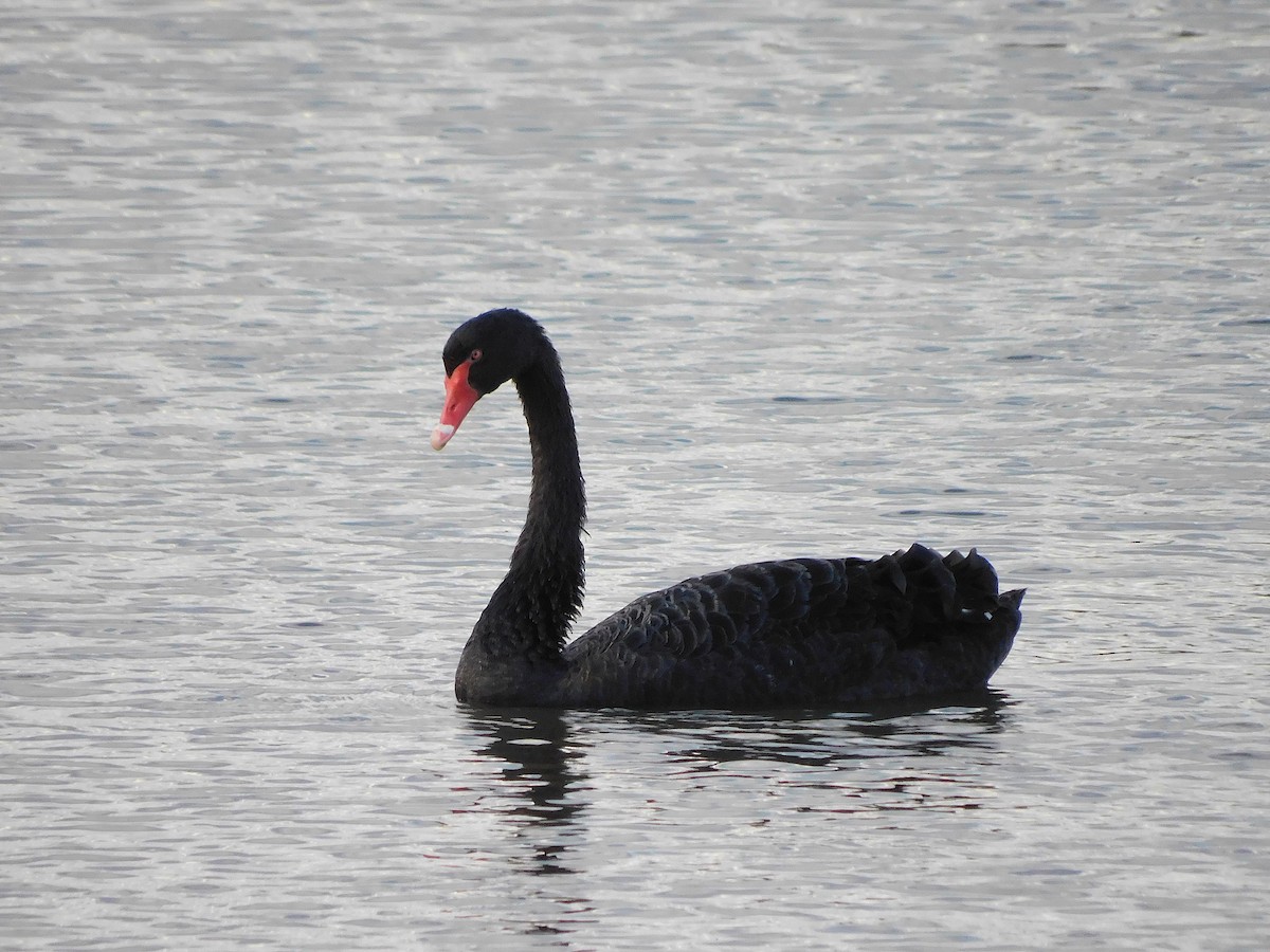 Black Swan - ML617455213