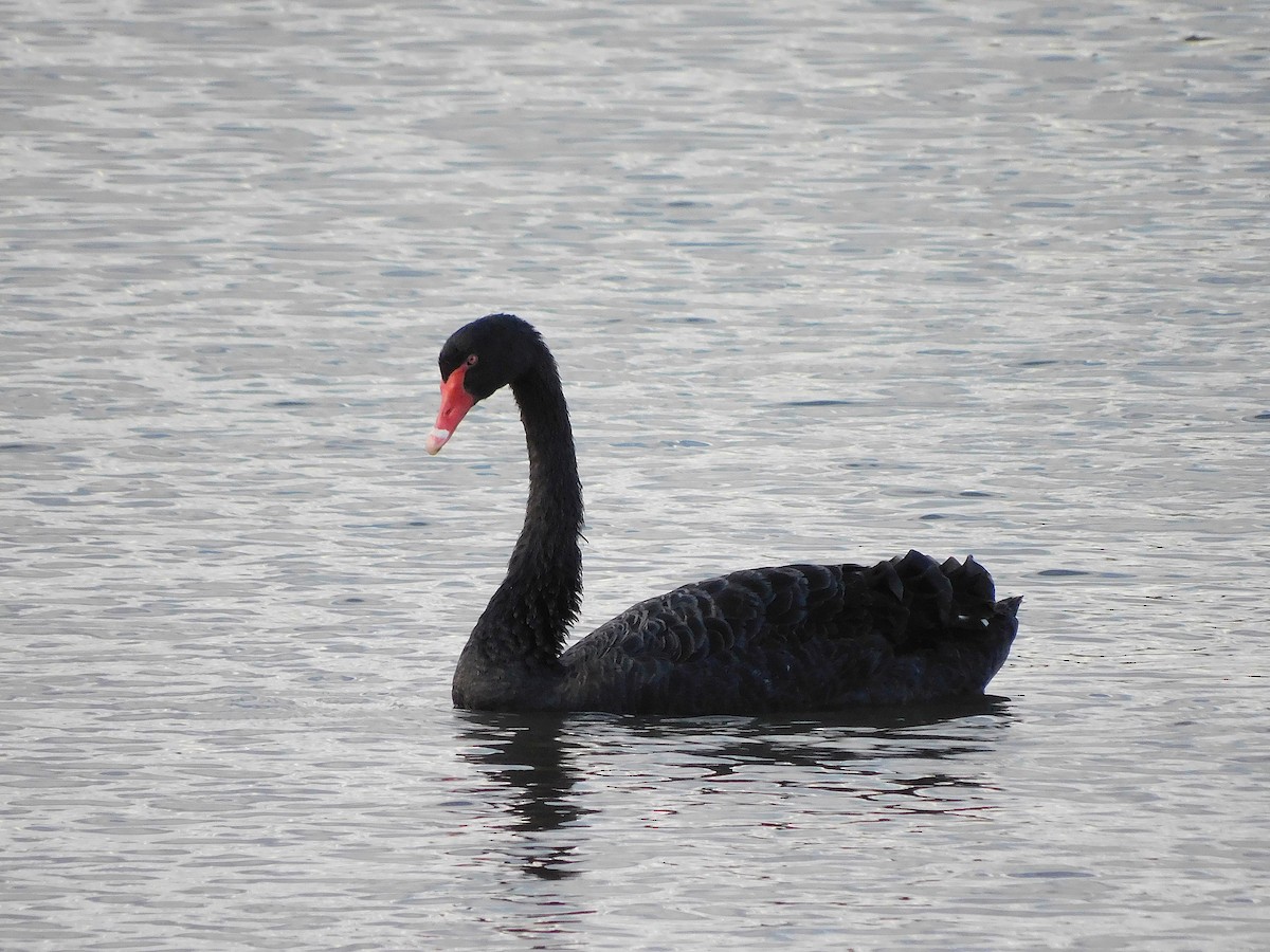 Black Swan - ML617455214