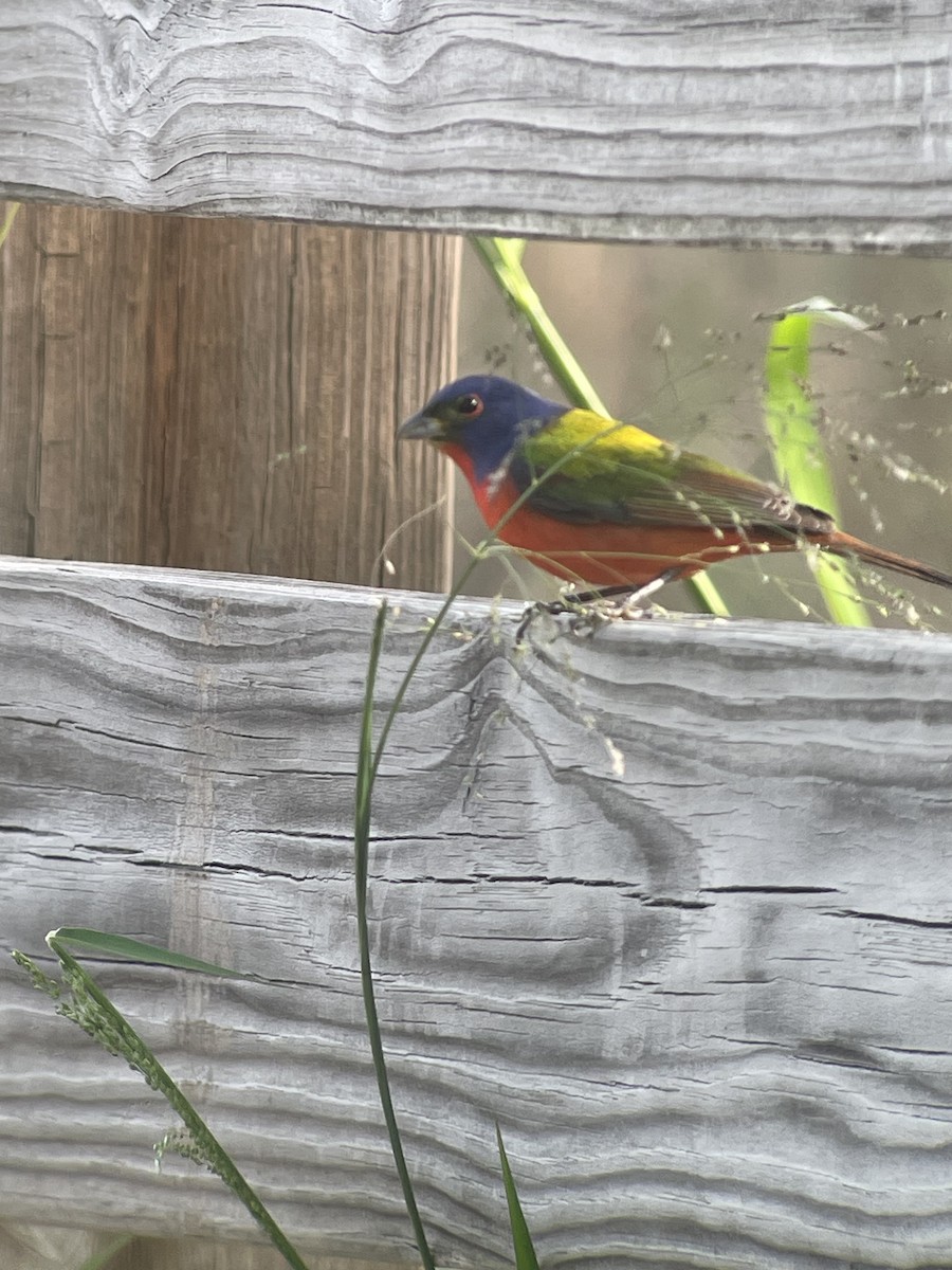 Painted Bunting - ML617455232