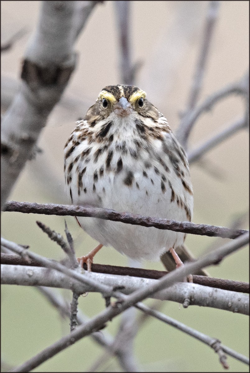 Savannah Sparrow - ML617455368