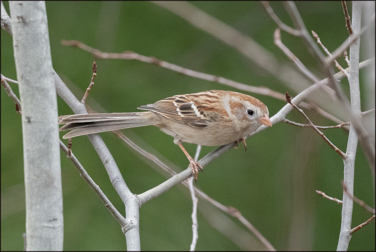 Field Sparrow - ML617455423