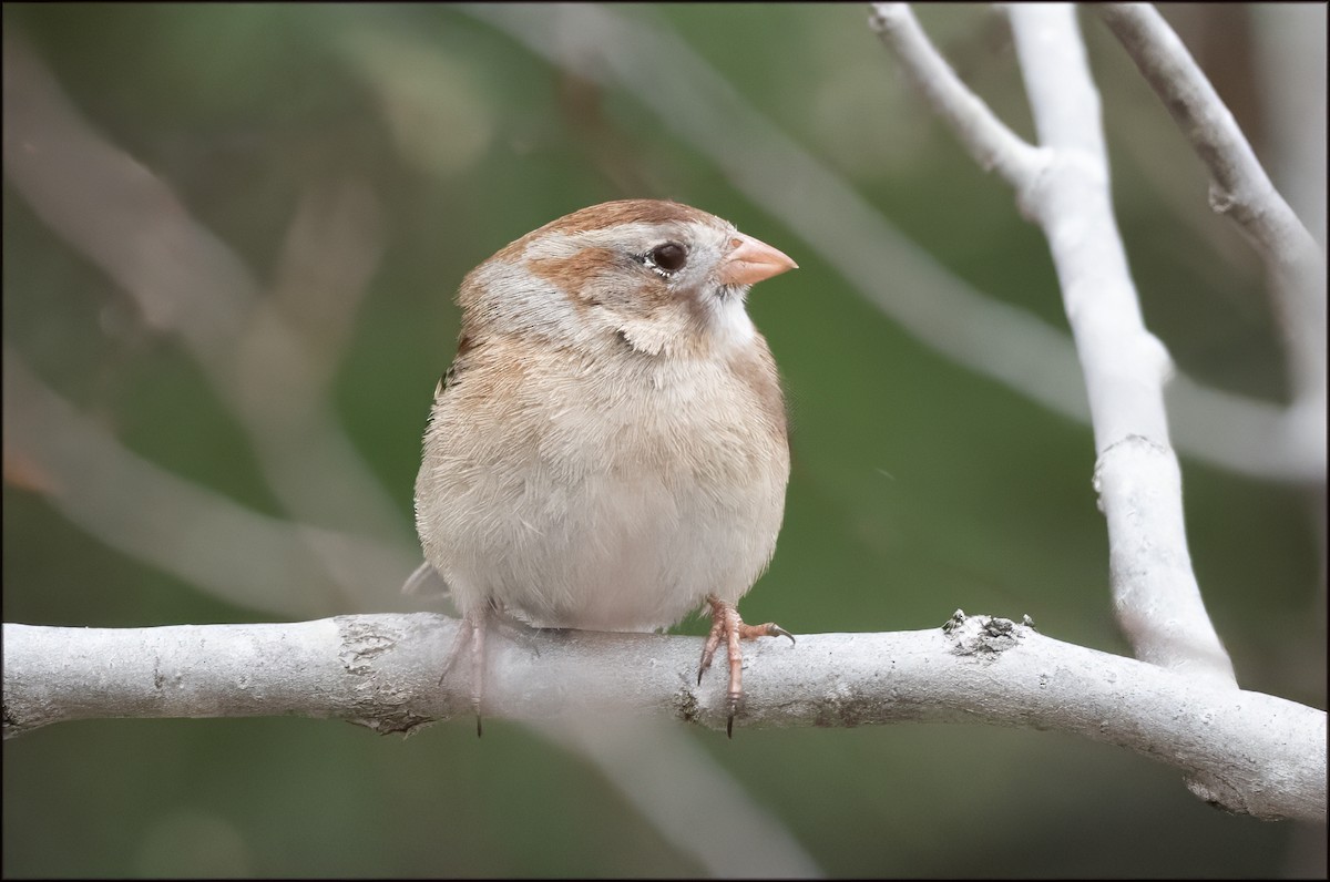 Field Sparrow - Paul Lagasi