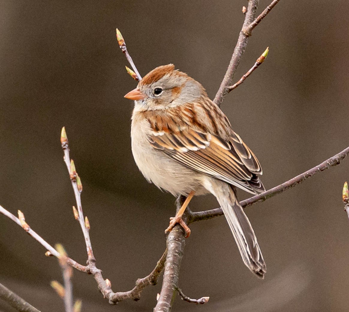 Field Sparrow - ML617455448