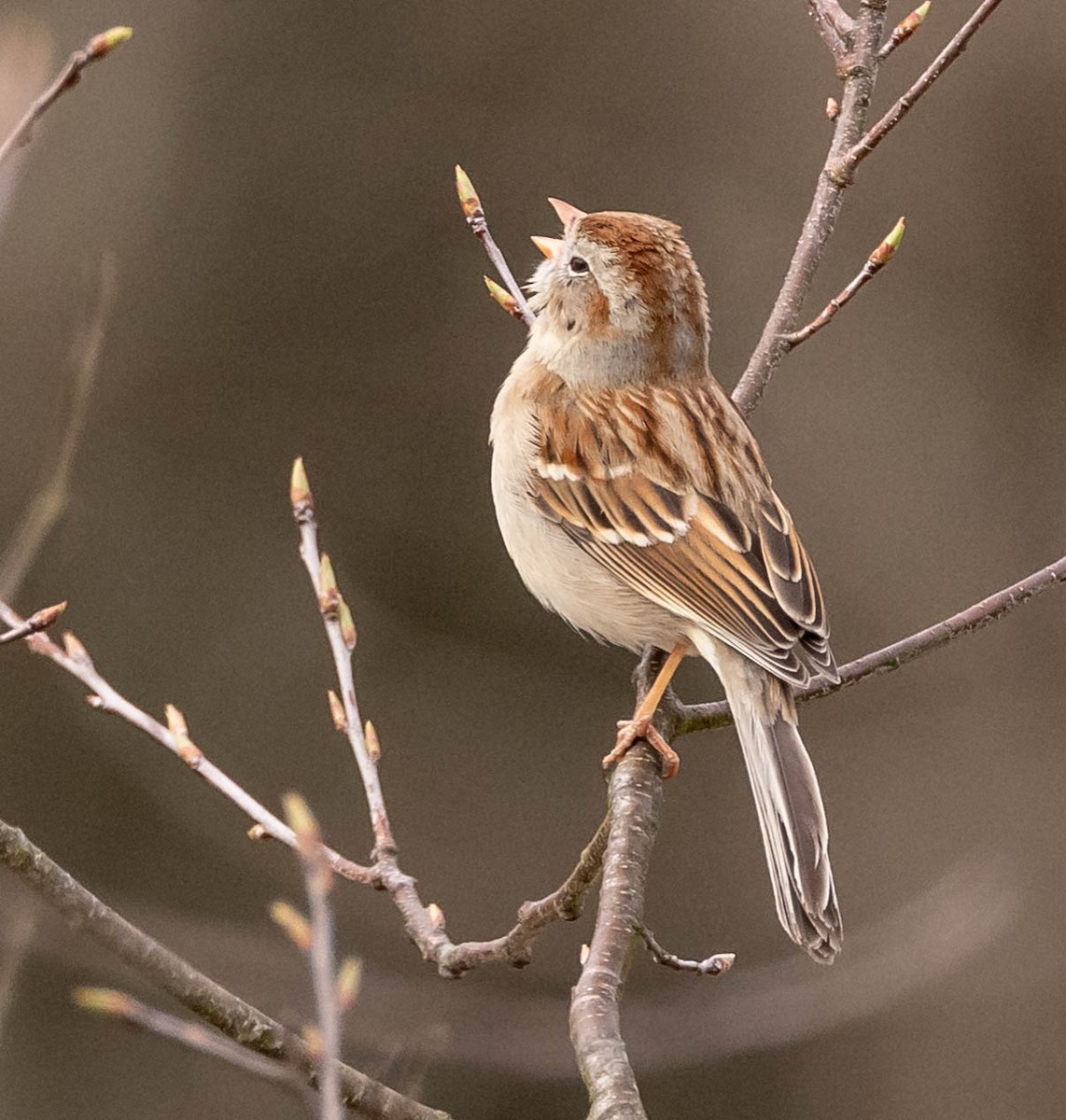 Field Sparrow - Scott Surner