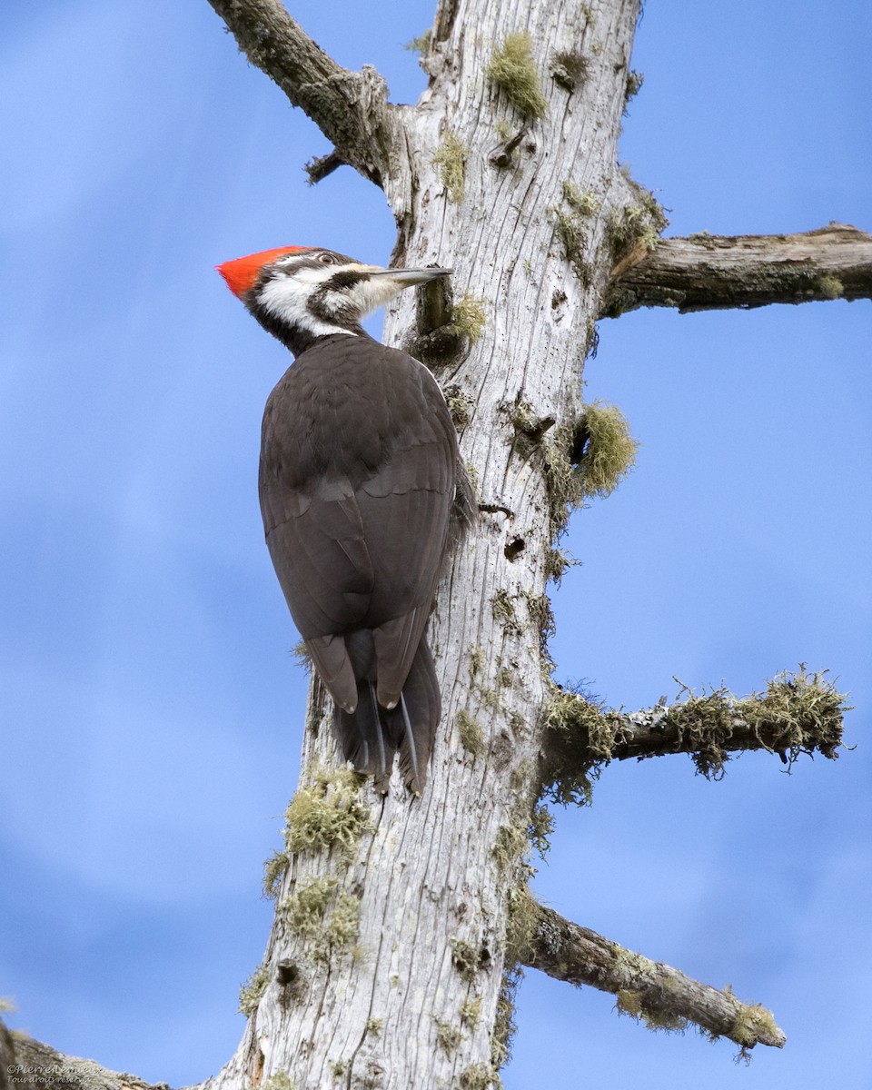 Pileated Woodpecker - ML617455453