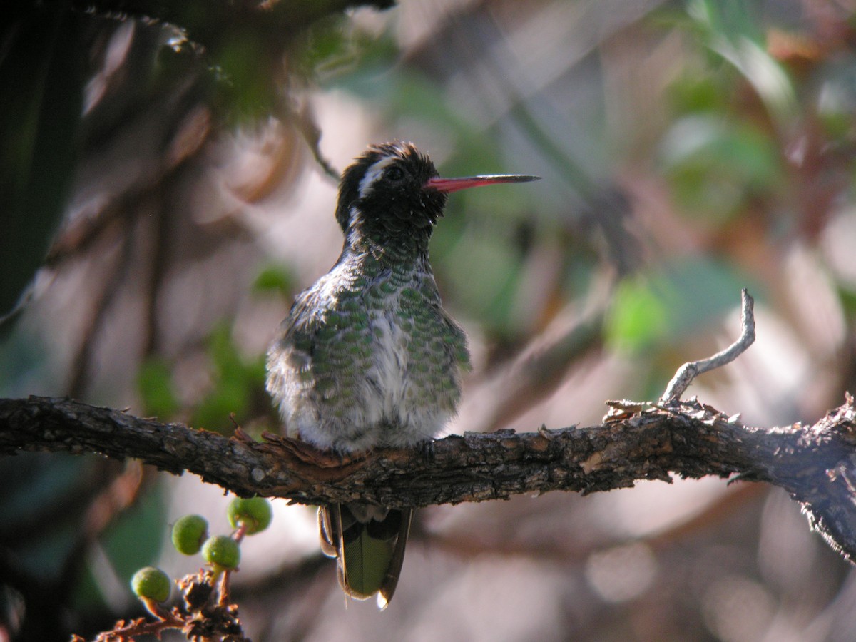 White-eared Hummingbird - ML617455549