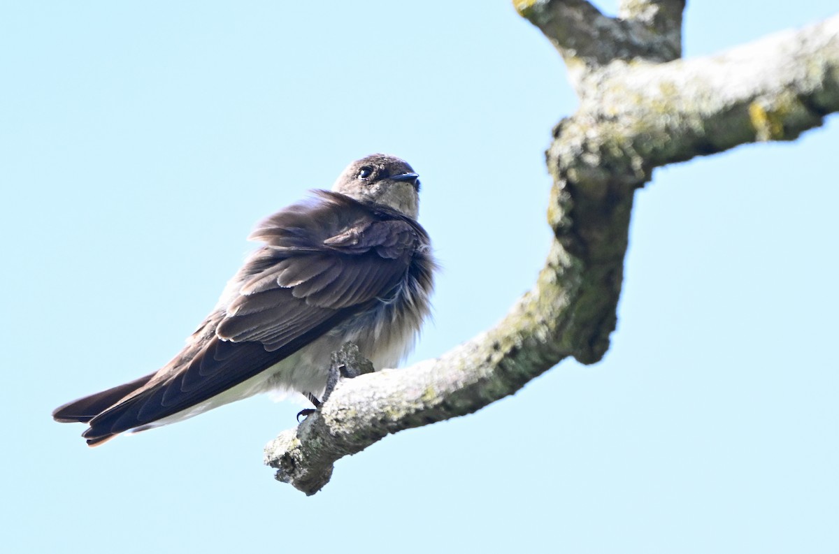 Northern Rough-winged Swallow - ML617455594