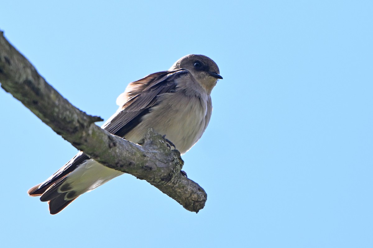 Northern Rough-winged Swallow - ML617455596