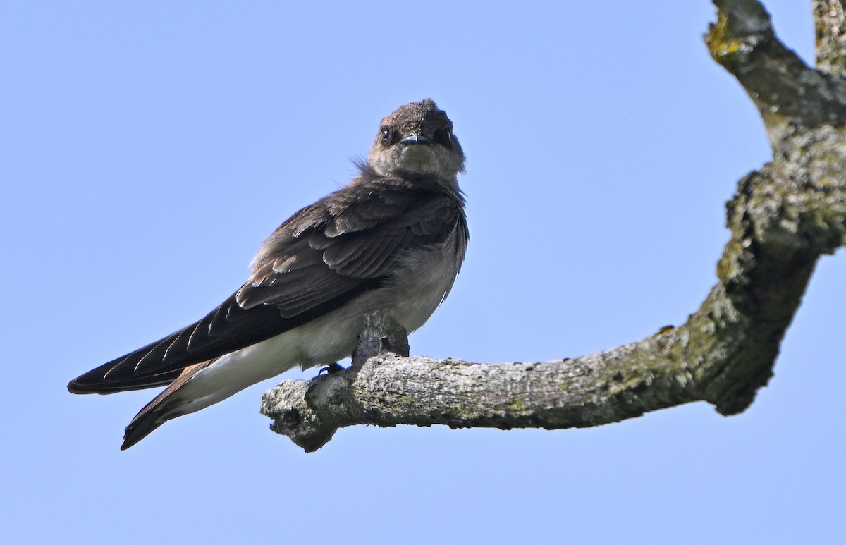 Northern Rough-winged Swallow - ML617455597