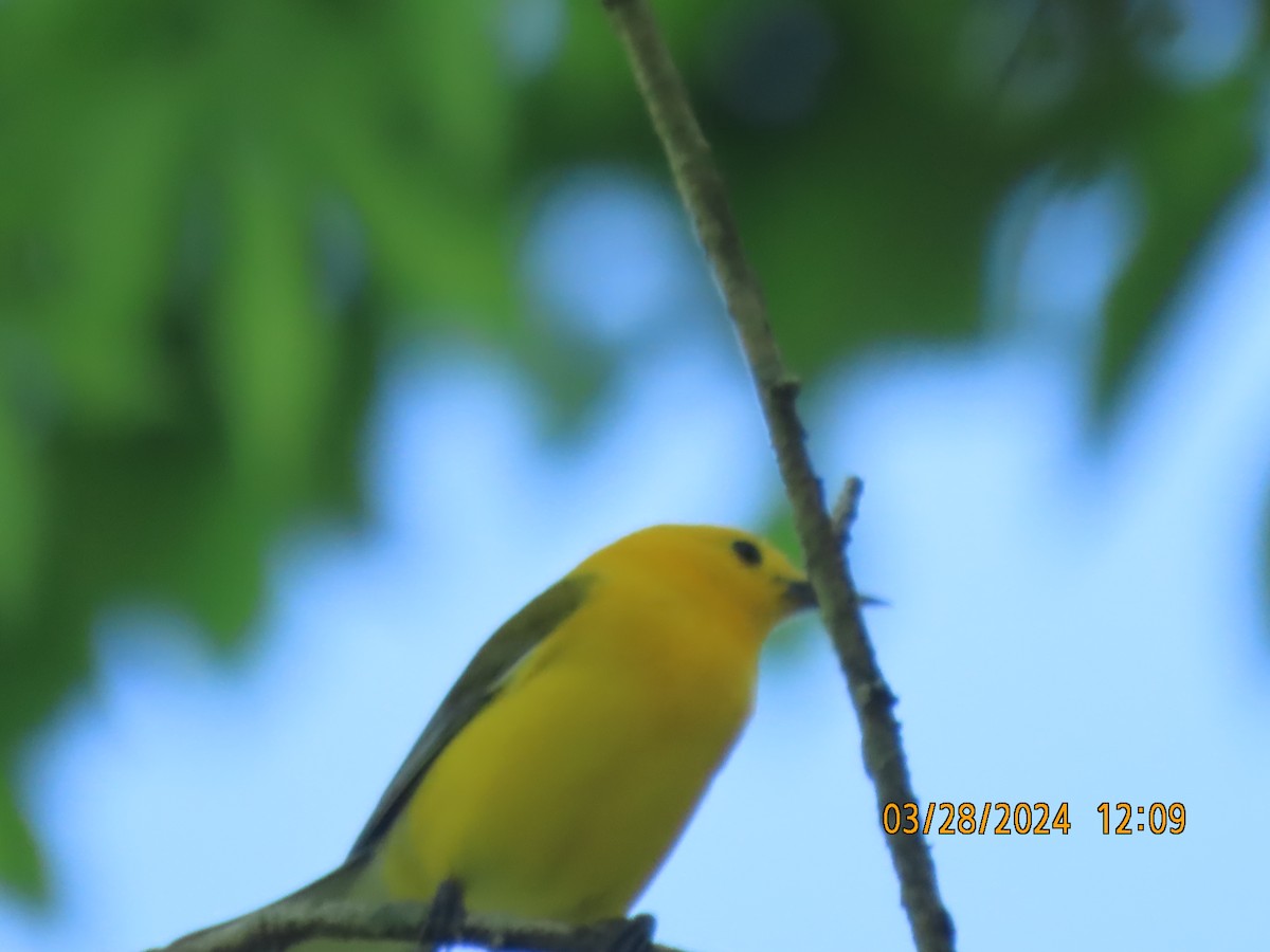 Prothonotary Warbler - ML617455636