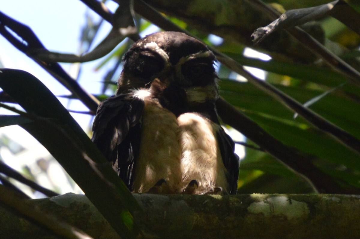Spectacled Owl - ML617455659
