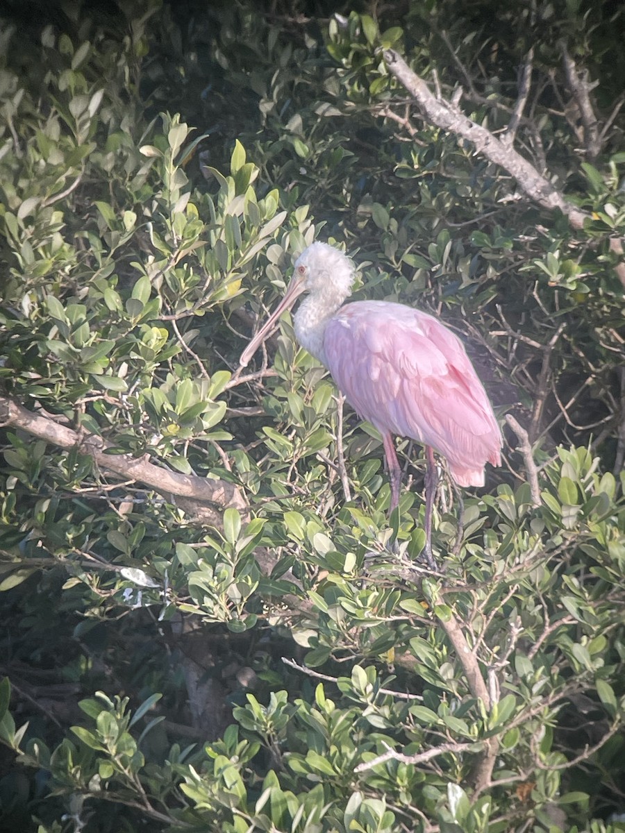 Roseate Spoonbill - Larry Maurin