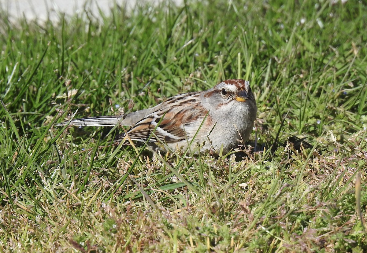 American Tree Sparrow - ML617455702