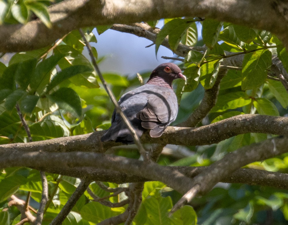 Scaly-naped Pigeon - Lindy Fung
