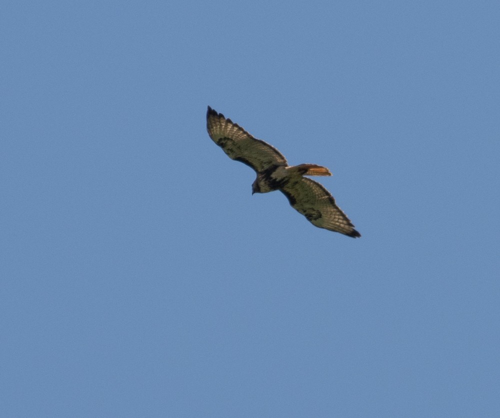 Red-tailed Hawk - ML617455752