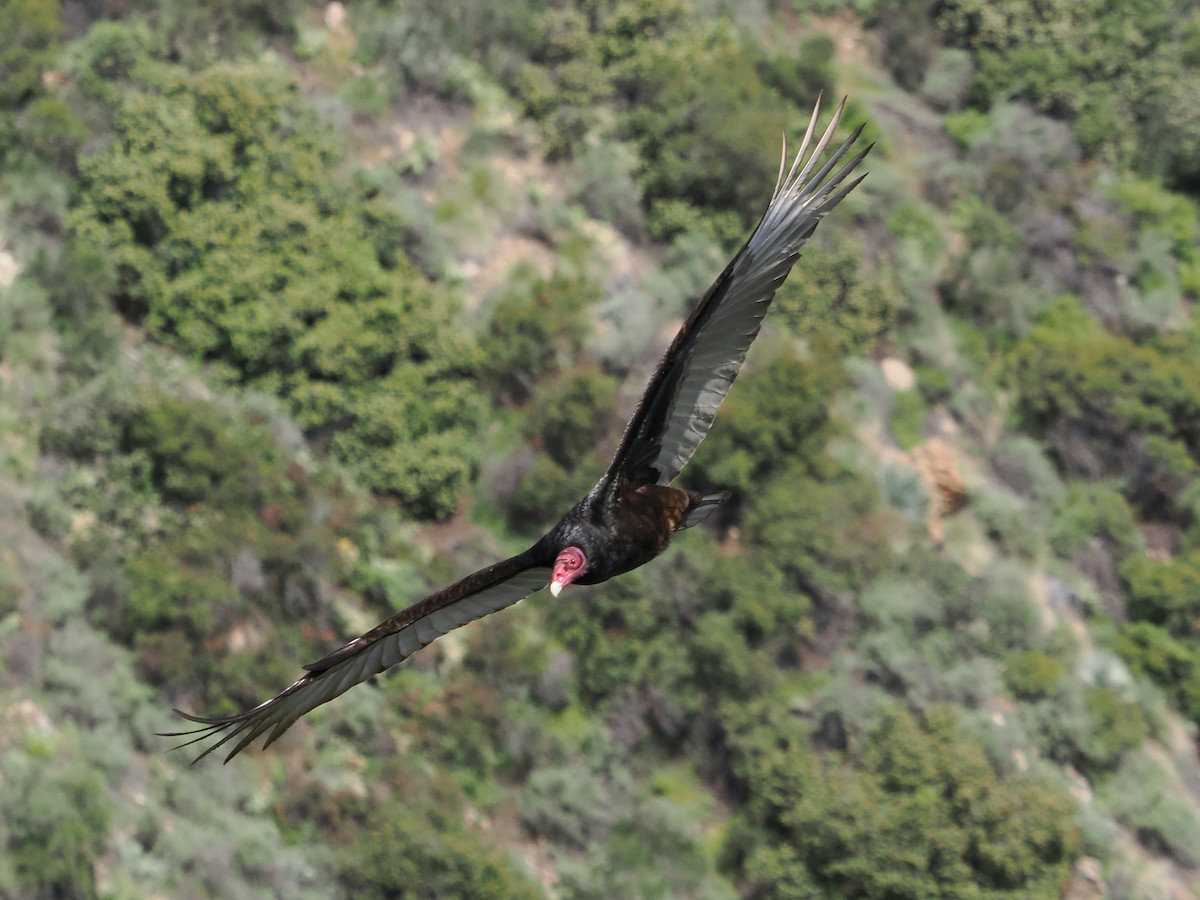 Turkey Vulture - ML617455755